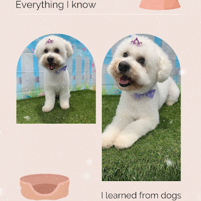 Haleyï¿½s home dog wash