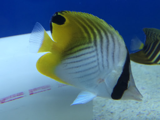 Tropical Fish Store «BluReef Aquarium», reviews and photos, 2198 Flatbush Ave, Brooklyn, NY 11234, USA
