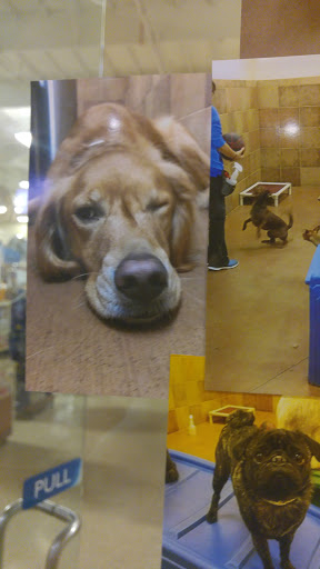 Pet Supply Store «PetSmart», reviews and photos, 1505 11th Ave NW, Issaquah, WA 98027, USA