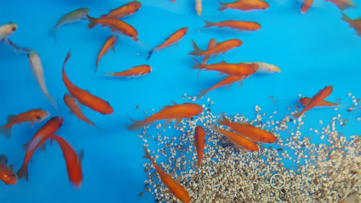 Pet Supply Store «PetSmart», reviews and photos, 2901 Texas Sage Trail, Fort Worth, TX 76177, USA