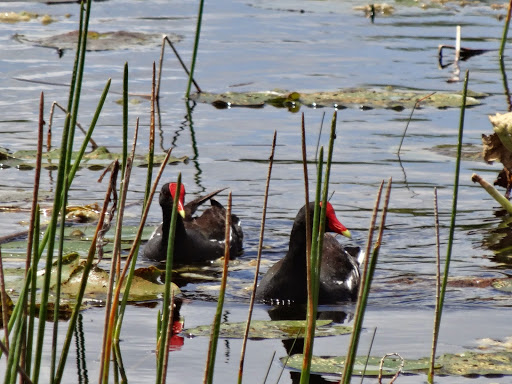 Park «Tree Tops Park», reviews and photos, 3900 SW 100th Ave, Davie, FL 33328, USA