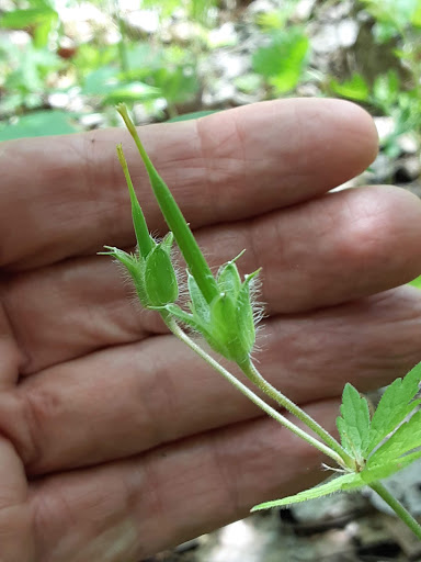 Nature Preserve «Caesar Creek Gorge State Nature Preserve», reviews and photos, 4080 Corwin Rd, Oregonia, OH 45054, USA