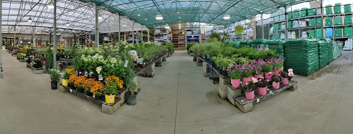 Orchid grower Sterling Heights