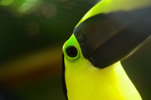 Protectoras aves Cartagena