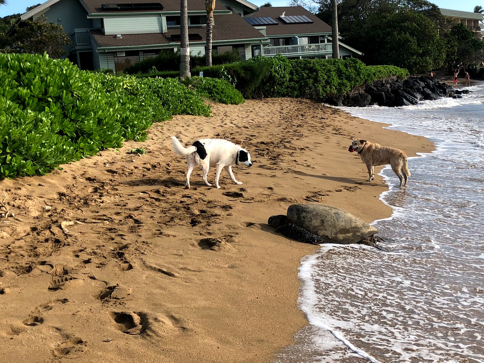 Foto av Secret Beach och bosättningen