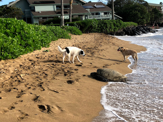 Secret Beach