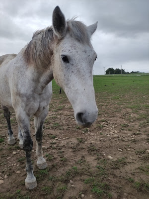 La Licorne Bleue à Pisieu