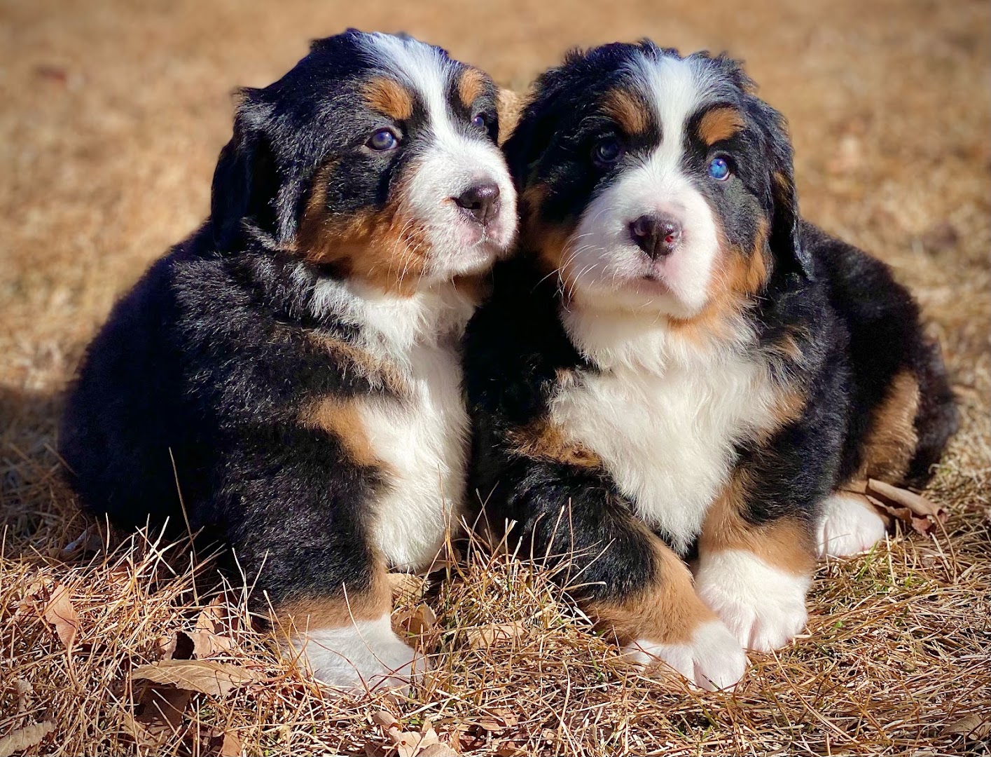 Bernese Mountain Pups of Colorado