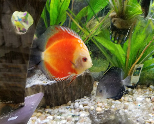 Pet Store «Petland Discounts - LI City», reviews and photos, 34-60 48th Ave, Queens, NY 11101, USA