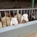 Photo n°1 de l'avis de massimo.r fait le 19/02/2021 à 11:13 sur le  Azienda Agricola Fratelli Riboldi à Tregasio