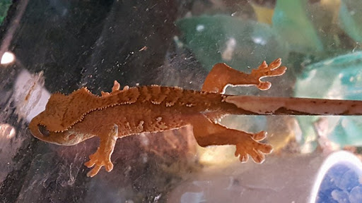 Pet Store «Tanks Pet Supply», reviews and photos, 628 S Main St, Princeton, IL 61356, USA