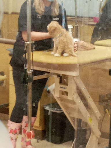 Pet Supply Store «PetSmart», reviews and photos, 1125 Quentin Rd, Lebanon, PA 17042, USA