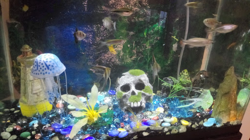 Pet Supply Store «Petco Animal Supplies», reviews and photos, 1694 Boston Rd, Springfield, MA 01129, USA