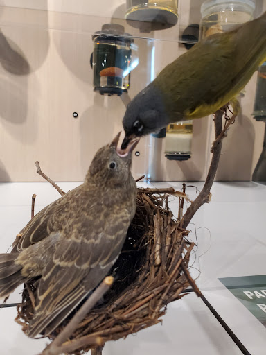 Natural History Museum «Burke Museum of Natural History and Culture», reviews and photos, 1413 NE 45th St, Seattle, WA 98105, USA