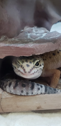 Pet Supply Store «Petco Animal Supplies», reviews and photos, 4209 Wheaton Way, Bremerton, WA 98310, USA