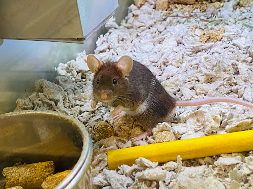 Pet Supply Store «PetSmart», reviews and photos, 310 NJ-36, West Long Branch, NJ 07764, USA