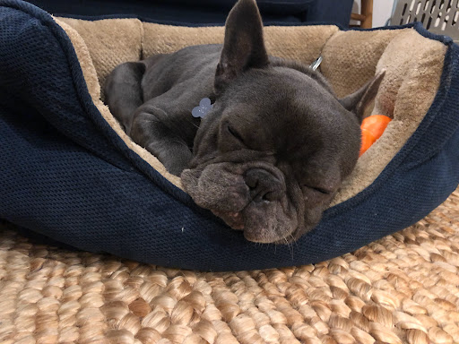 Pet Supply Store «Pets Naturally», reviews and photos, 1420 W South Airport Rd, Traverse City, MI 49686, USA