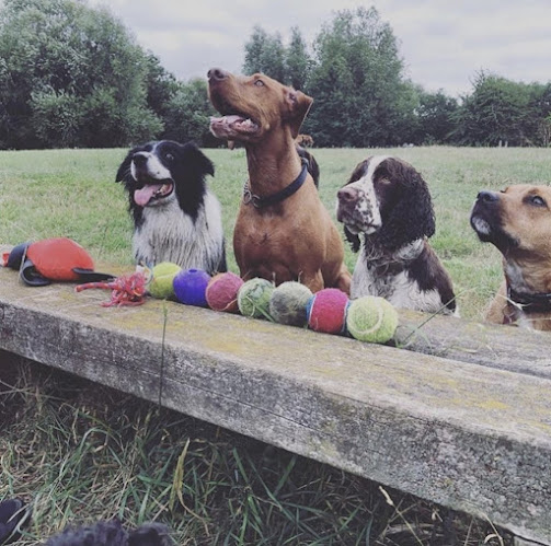MudKings West London Dog walking - Day care - Dog trainer