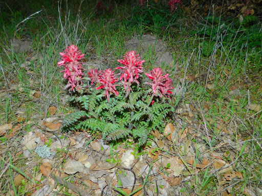 Nature Preserve «Sobrante Ridge Regional Preserve», reviews and photos, 5170 Coach Dr, Richmond, CA 94803, USA