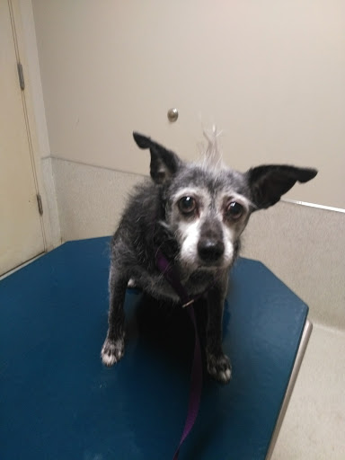 South County Veterinary Hospital image