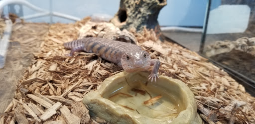 Reptile Store «MOC Reptiles», reviews and photos, 643 NE 125th St, North Miami, FL 33161, USA