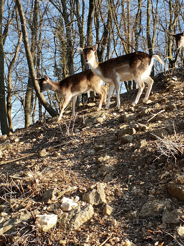 Parc des Boulaines - Delsberg