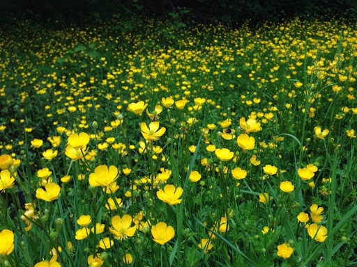 State Park «Dash Point State Park», reviews and photos, 5700 SW Dash Point Rd, Federal Way, WA 98023, USA