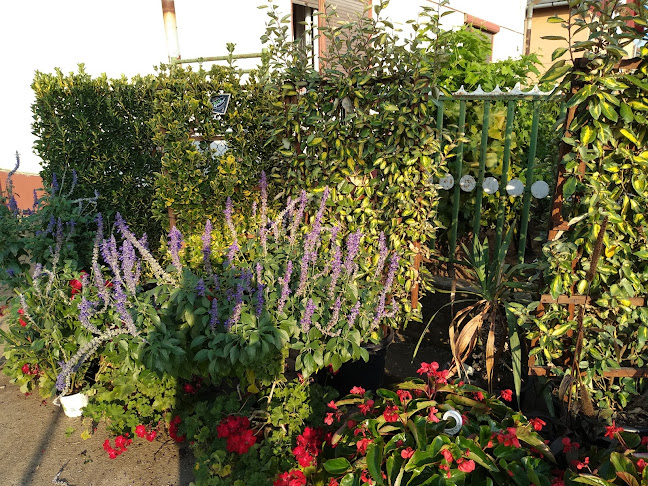 Értékelések erről a helyről: Kertészet, Tiszafüred - Kertészkedő