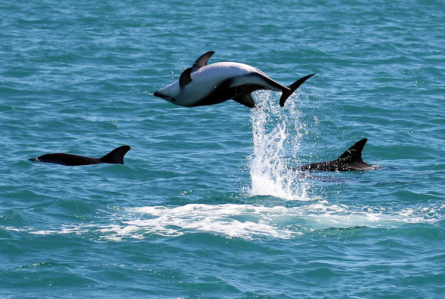 Encounter Kaikoura (Dolphin Encounter) - Kaikoura