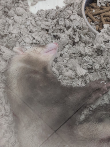 Pet Store «Liberty Agway Pet Center», reviews and photos, 11 Bon Jovi Ln, Liberty, NY 12754, USA