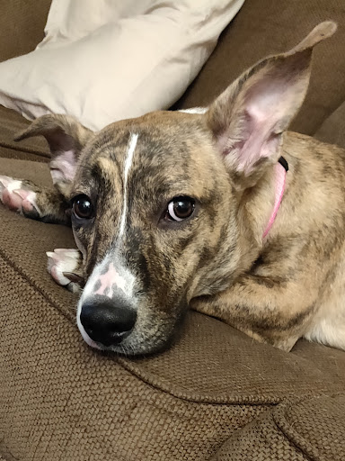 Pet Supply Store «PetSmart», reviews and photos, 15042 Summit Ave, Fontana, CA 92336, USA