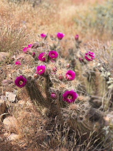 Recreational Vehicle Rental Agency «Extreme Arizona ATV & Jet Ski Rentals», reviews and photos, 6921 E Cave Creek Rd, Cave Creek, AZ 85331, USA