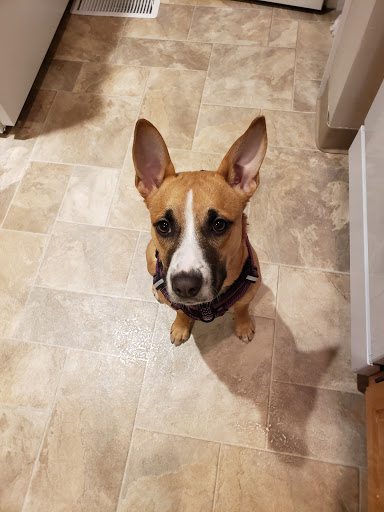 Animal Shelter «Humane Society of Ocean City», reviews and photos, 1 Shelter Rd, Ocean City, NJ 08226, USA