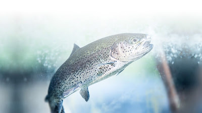 PISCICULTURE DE LA VALLEE à Guillon-les-Bains