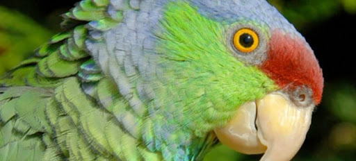 Pet Store «Parrots Of The World Aquarium and Pet Center», reviews and photos, 316 Sunrise Hwy #1, Rockville Centre, NY 11570, USA