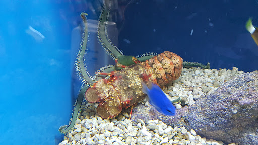 Pet Store «Oak Park Natural Pet & Fish», reviews and photos, 23 N Harlem Ave, Oak Park, IL 60302, USA