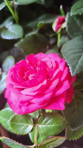 Supermarket «Big Y», reviews and photos, 62 W Main St, Spencer, MA 01562, USA