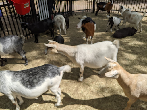 Zoo «Fritz Park Petting Farm», reviews and photos, 312 E Vilbig St, Irving, TX 75060, USA