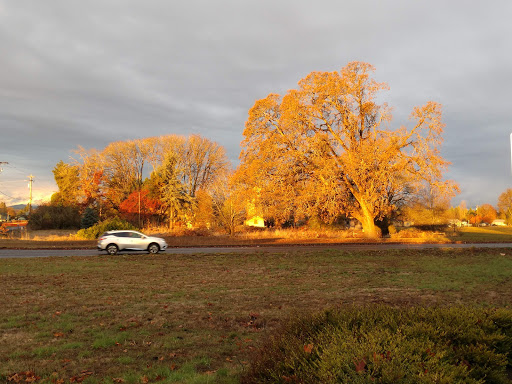 Grocery Store «Safeway», reviews and photos, 1755 Pacific Hwy W, Junction City, OR 97448, USA