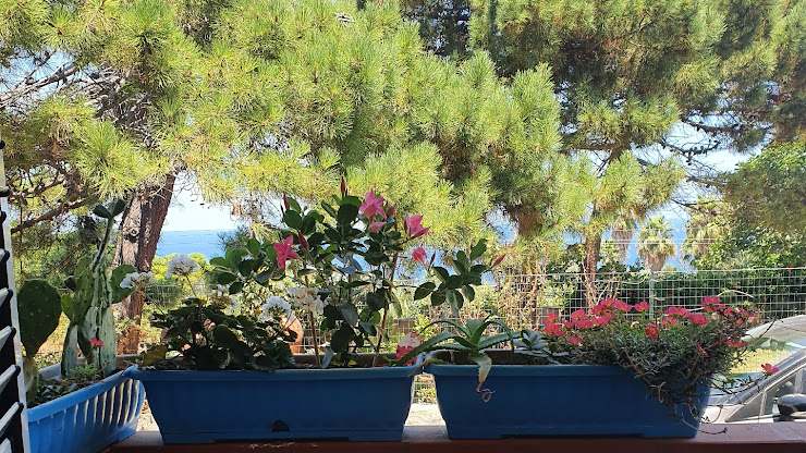 Photo Appartamento per vacanza in affitto Shanti's house 89866 Santa Domenica