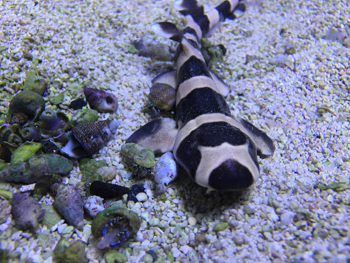 Tropical Fish Store «Optimum Aquarium», reviews and photos, 840 Ernest W Barrett Pkwy NW #700, Kennesaw, GA 30144, USA