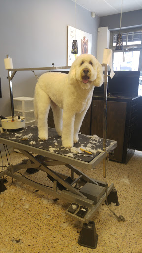 Salon De Beaute Canine