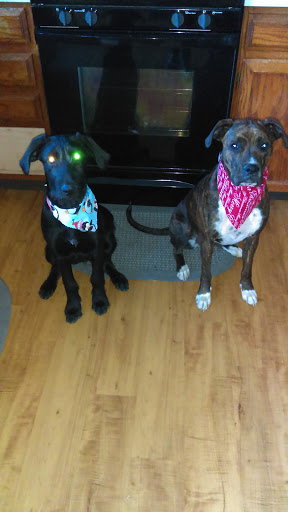 Pet Supply Store «Muttz Pet Goods & Gifts», reviews and photos, 11225 Decatur St, Westminster, CO 80234, USA