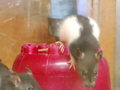 Pet Store «Animal Ark», reviews and photos, 175 S 500 E St, American Fork, UT 84003, USA