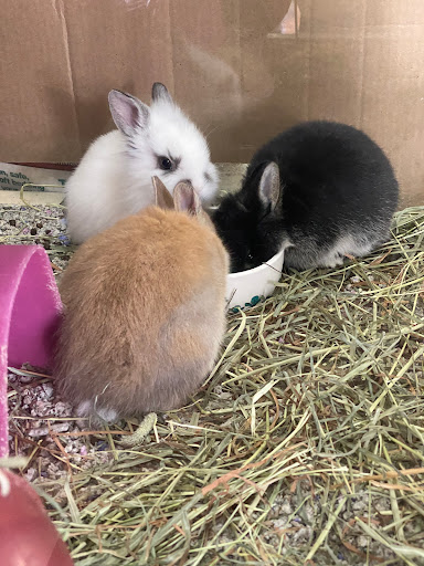 Pet Store «Fin & Feather of Ashland», reviews and photos, 307 S Center St, Ashland, VA 23005, USA