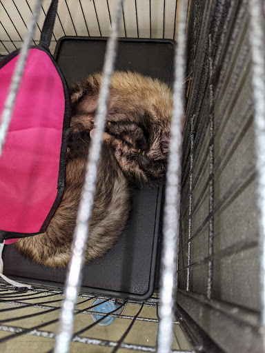 Pet Supply Store «Pet Supplies Plus», reviews and photos, 1155 Washington Pike, Bridgeville, PA 15017, USA