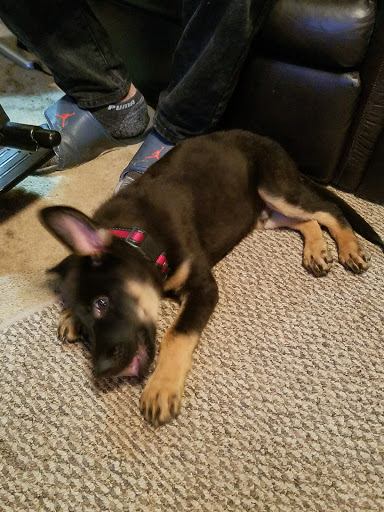 Pet Groomer «Tidy Dog Pet Supply & Salon», reviews and photos, 2612 Lebanon Pike A, Nashville, TN 37214, USA