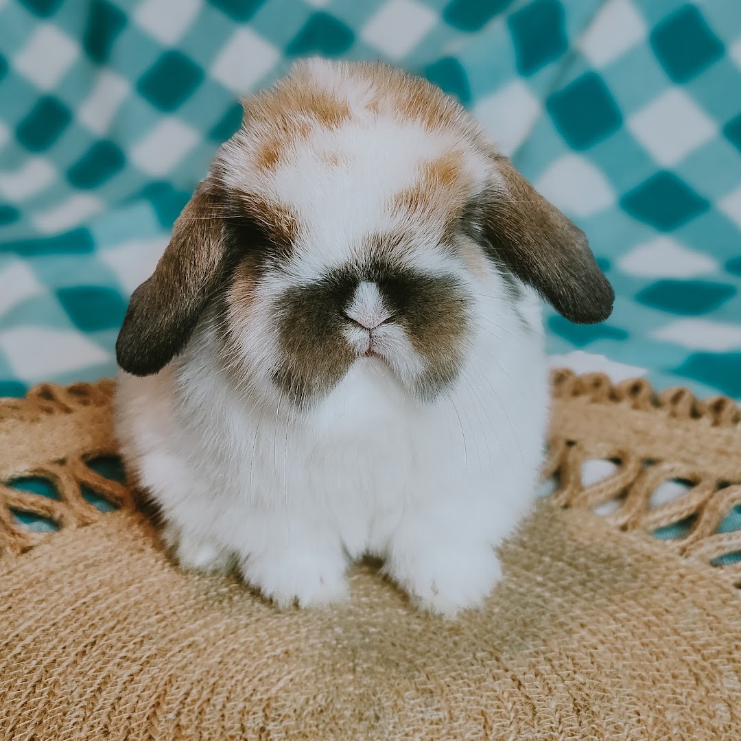 Colony Love - Holland Lops - Arizona Rabbitry