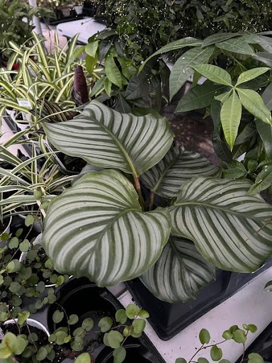 Florist «TG Designs», reviews and photos, 19231 Longmeadow Rd, Hagerstown, MD 21742, USA