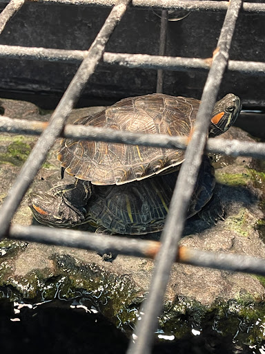 Pet Supply Store «Petco Animal Supplies», reviews and photos, 317 E Trenton Rd, Edinburg, TX 78539, USA